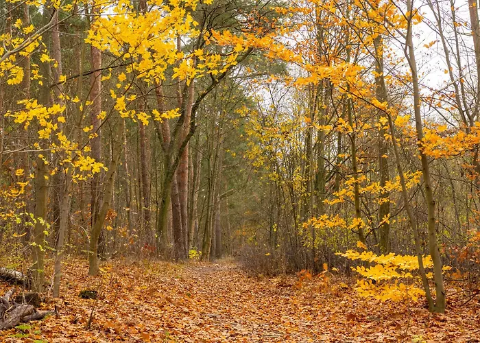 Grunewald فندق 3*